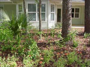 madera model rain garden